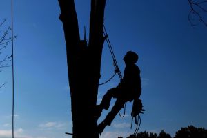 tree service roseville Roseville Tree Service