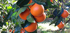 Learn more about our Satsuma mandarins and winter produce