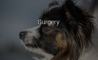 emergency veterinarian service roseville MarQueen Pet Emergency & Specialty Group