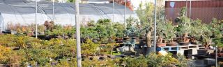 bonsai plant supplier roseville Maruyama Bonsai Nursery