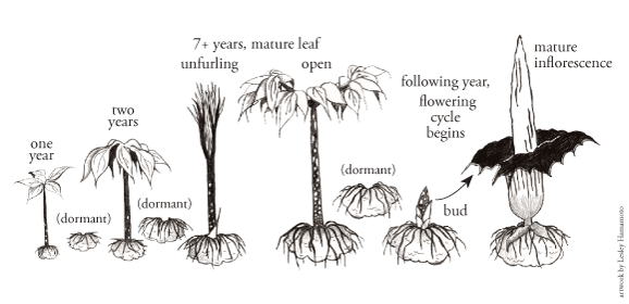 life stages of Amorphophallus titanum