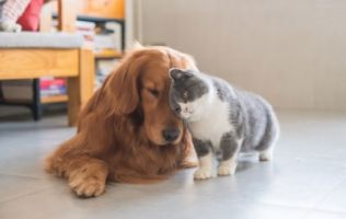 dog adoption places in sacramento Happy Tails Pet Sanctuary