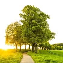 landscaping courses in sacramento Green Landscaping of Sacramento