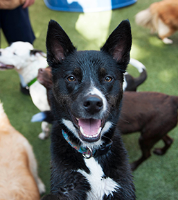 dog day care sacramento Grateful Dog Daycare