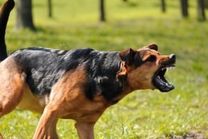 dog training classes sacramento Understanding Dog Training