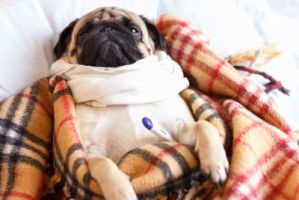 Bronchitis in Dogs