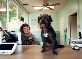 dog day care sacramento Grateful Dog Daycare