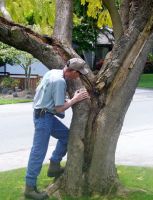 tree pruning sacramento A Better Tree Service