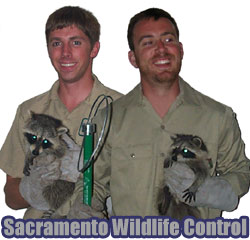 bird protection sacramento Sacramento Pest Wildlife Control
