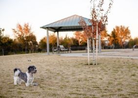 Oasis Dog Park