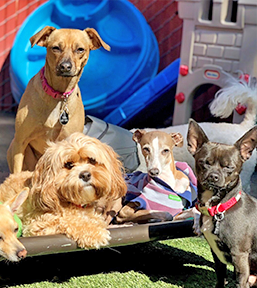 dog day care sacramento Grateful Dog Daycare