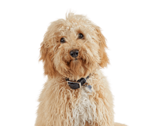 dog grooming courses sacramento Petco Dog Grooming