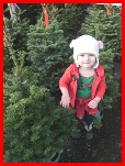 christmas lots in sacramento Foothills Christmas Trees on Folsom