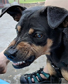 food resource guarding jealous dog