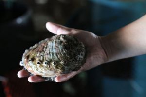 Extra Large Abalone (approx. 1 lb. per abalone)