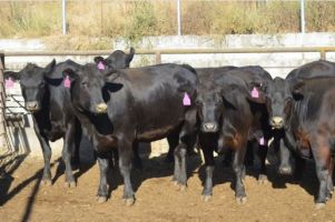 livestock producer salinas 101 Livestock Market