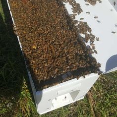 honey farm san bernardino Santa Ana River Valley Honey Company