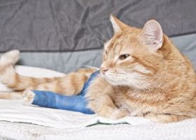spay neuter clinics san diego San Diego Affordable Veterinary Care
