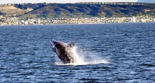 Gray Whale breaching off coast of San Diego