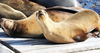 Sealions on the San Diego Bait Barge having a rest