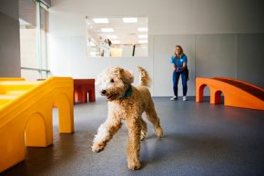 poodle toy kennels in san diego Dogtopia of Miramar