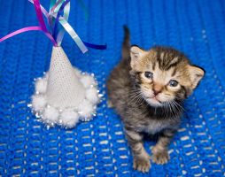places to adopt cats in san diego Kitten Nursery & Foster Center SD Humane Society