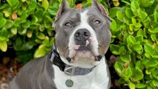 dog adoption places in san diego County of San Diego Department of Animal Services