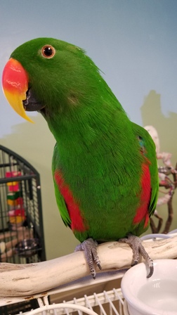 dog sitter san diego The Purring Parrot