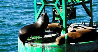 Sea Lions Resing on a Channel Market in San Diego Bay
