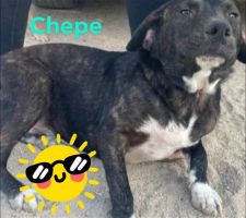 Please meet this handsome boy Chepe who is a Lab/Bassett Mix that has a dark brown coat with white.&
