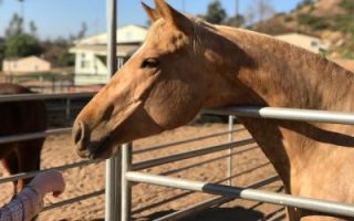 horse riding lessons san diego Salisbury Farms