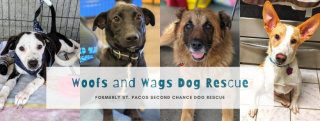 hamster adoption san diego Woofs and Wags Dog Rescue