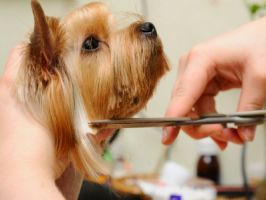 dog groomers in san diego Awesome Doggies Mobile Pet Grooming