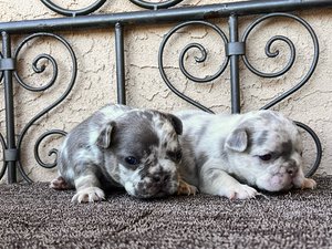 dog breeders in san diego San Diego Bullies