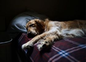 spay neuter clinics san diego San Diego Affordable Veterinary Care
