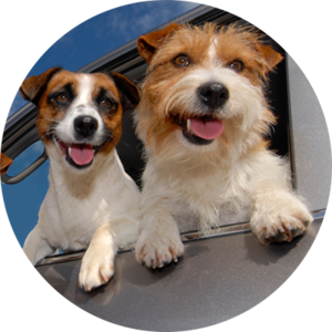 dog trainer san jose Happy Tails to You Dog Training