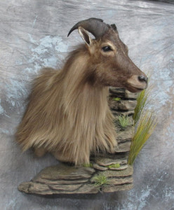 taxidermist san jose Mounts Unlimited Taxidermy