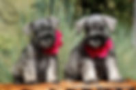 dog breeder san jose Dogs Puppies | Mini schnauzer | Pet Store