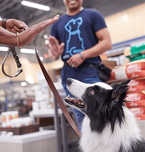 dog trainer san jose Petco Dog Training