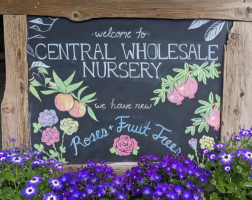 plant nursery san jose Central Wholesale Nursery