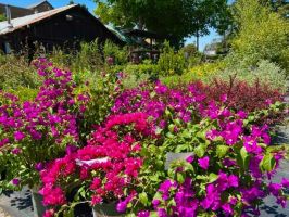 plant nursery san jose Central Wholesale Nursery