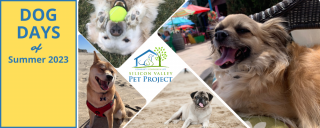 pet adoption service san jose Silicon Valley Pet Project