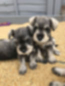 dog breeder san jose Dogs Puppies | Mini schnauzer | Pet Store