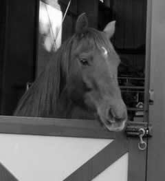 equestrian club san jose Whispering Creek Equestrian Center