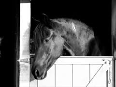 horse boarding stable san jose Whispering Creek Equestrian Center