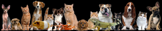 pet sitter san jose A Pet's Paradise