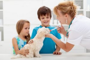 veterinary pharmacy san jose Acacia Pet Clinic