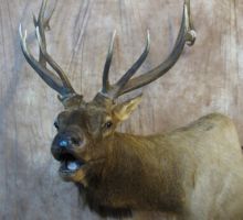 Elk - Game Head