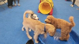 dog trainer san jose Orion Dog Training