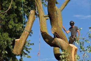 logging contractor santa ana Ernie Ureno Tree Service Inc